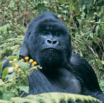 Sanctuary Gorilla Forest Camp Sanctuary Gorilla Forest Camp: Erwachsener Gorilla