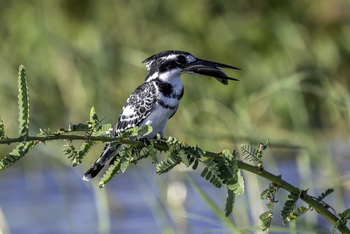 Kuthengo Camp Kuthengo Camp: Pied Kingfisher mit Fisch
