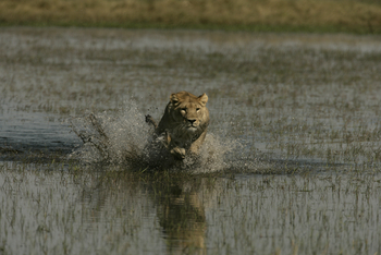 Duba Plains Camp Duba Plains Camp: Jagd durchs Wasser
