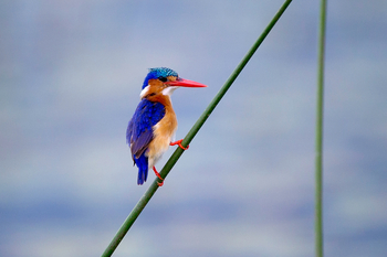 Jacana Camp Jacana Camp: Malachite Kingfisher