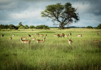 Duba Plains Camp Duba Plains Camp: Grasland mit Moorantilopen