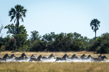 Little Tubu Camp Little Tubu Camp: Zebras im Sumpf