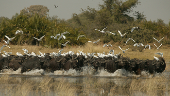 Duba Plains Camp Duba Plains Camp: Büffel preschen durchs Wasser