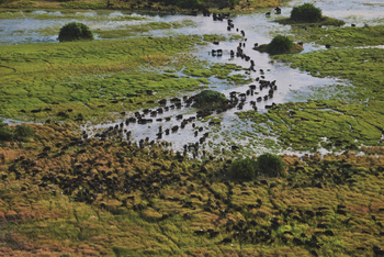Duba Explorers Camp Duba Explorers Camp: Luftaufnahme Game Drive