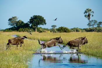 Jacana Camp Jacana Camp: Springende Gnus