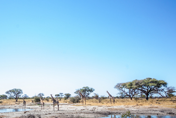 Mma Dinare Camp Mma Dinare Camp: Giraffengruppe