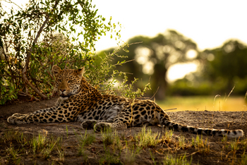 Duba Plains Camp Duba Plains Camp: Leopard