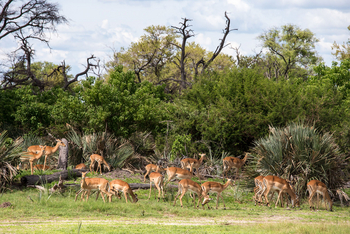 Little Tubu Camp Little Tubu Camp: Impalas