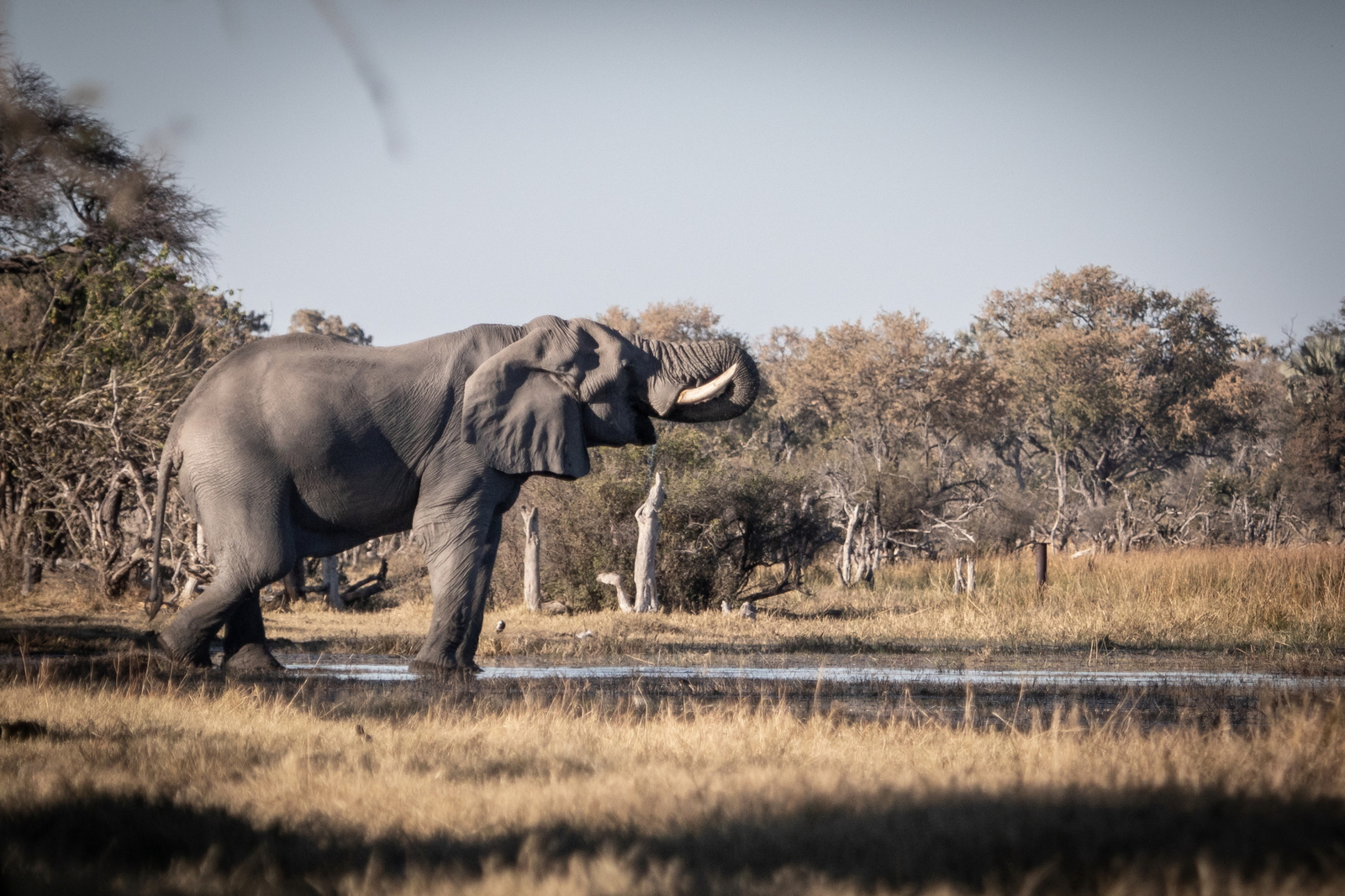 Mma Dinare Camp Mma Dinare Camp: Trinkender Elefant