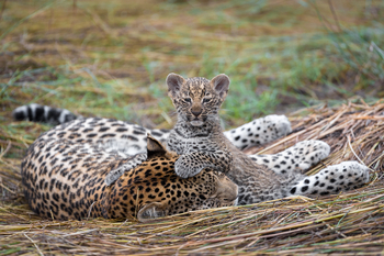 Little Tubu Camp Little Tubu Camp: Junges Leopardenleben