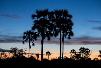 Little Tubu Camp Little Tubu Camp: Palmen vor dem Abendhimmel