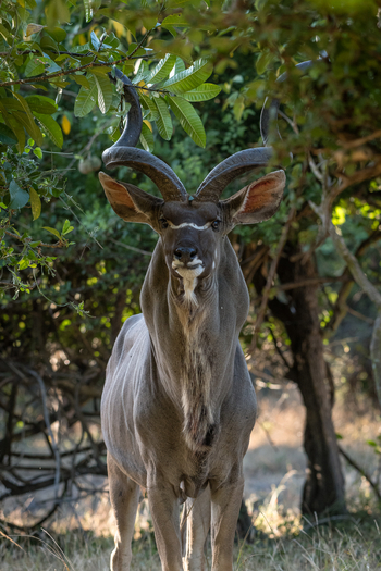 Kuthengo Camp Kuthengo Camp: Kudu-Bock