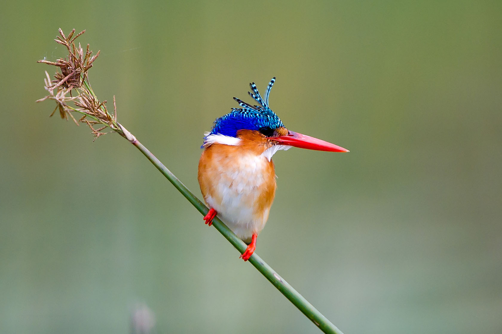 Little Tubu Camp Little Tubu Camp: Malachite Kingfisher