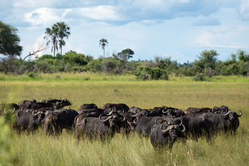 Little Tubu Camp Little Tubu Camp: Büffelherde
