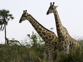 Kwetsani Camp Kwetsani Camp: Giraffen