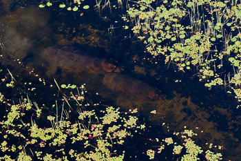 Jacana Camp Jacana Camp: Nilpferde in einem Kanal