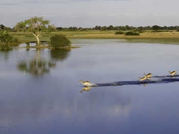 Jacana Camp Jacana Camp: Rote Moorantilopen im Wasser