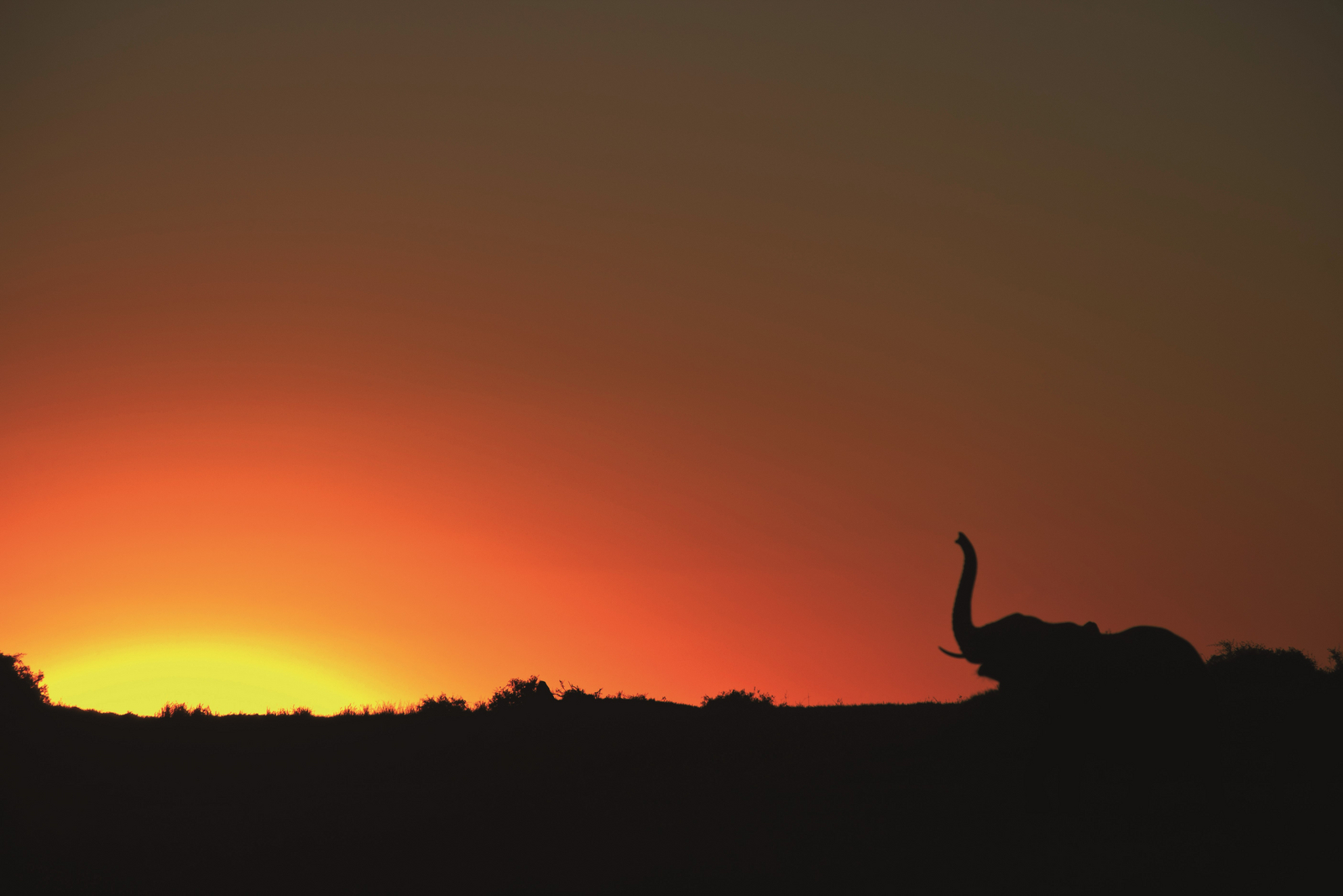 Duba Explorers Camp Duba Explorers Camp: Sonnenuntergang mit Elefanten