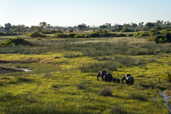 Little Tubu Camp Little Tubu Camp: Elefanten im Sumpf