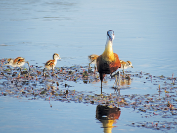 Moanachira Flood Plains Moanachira Flood Plains: Blaustirn-Blatthühnchen