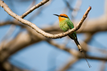 Pumulani Lodge Pumulani Lodge: Little Bee-Eater