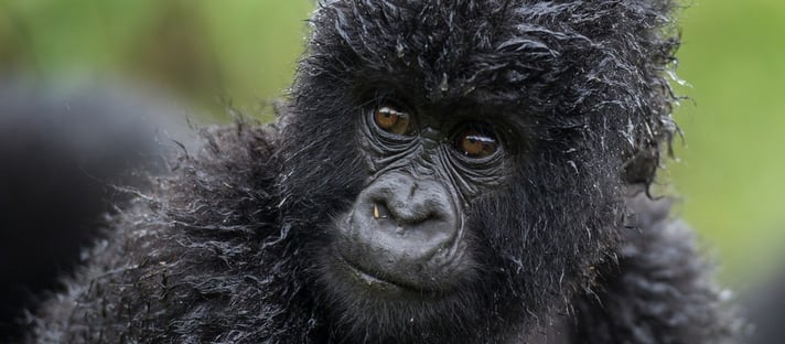 Bisate Lodge: Gorillaportrait Ruanda