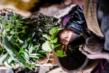 Sanctuary Gorilla Forest Camp Sanctuary Gorilla Forest Camp: Kräuter