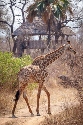 Mkulumadzi Lodge Mkulumadzi Lodge: Giraffe