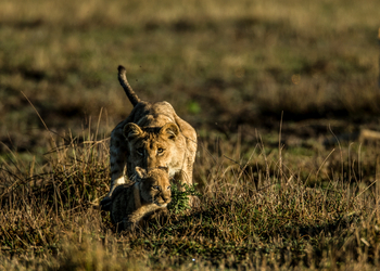 Duba Plains Camp Duba Plains Camp: Löwin mit Jungtier