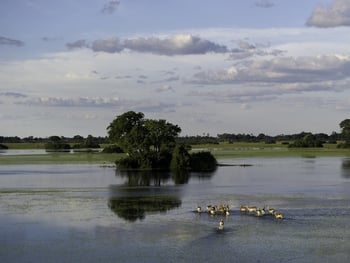 Kwetsani Camp Kwetsani Camp: Red Lechwe im Flutgebiet