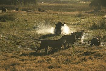 Duba Explorers Camp Duba Explorers Camp: Wildtiere im Wasser