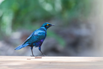 Moanachira Flood Plains Moanachira Flood Plains: Grünschwanz-Glanzstar