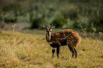 Duba Plains Camp Duba Plains Camp: Buschbock