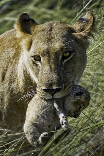 Kwetsani Camp Kwetsani Camp: Löwin mit Baby