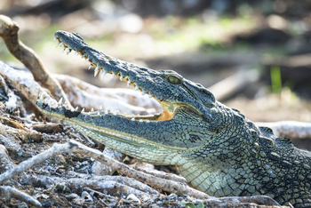 Moanachira Flood Plains Moanachira Flood Plains: Krokodil