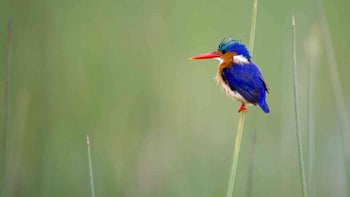 Jacana Camp Jacana Camp: Malachiteisvogel