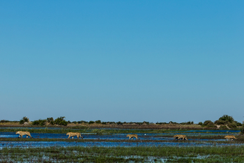 Duba Plains Camp Duba Plains Camp: Löwenwasserparade