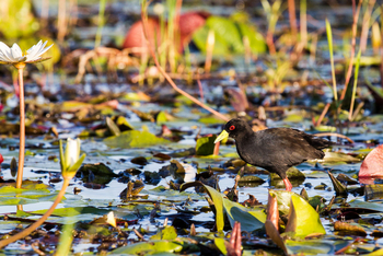 Little Tubu Camp Little Tubu Camp: Black Crake