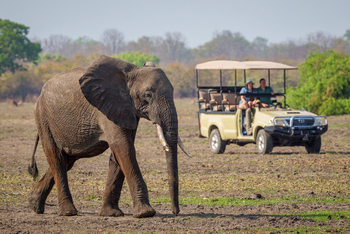 Kuthengo Camp Kuthengo Camp: Junger Elefant