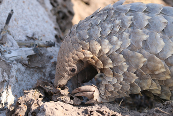 Xaranna Okavango Delta Camp Xaranna Okavango Delta Camp: Pangolin