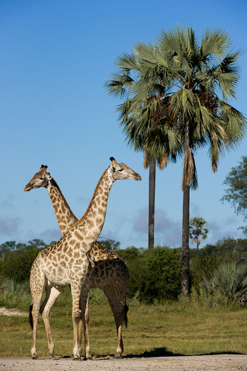 Little Tubu Camp Little Tubu Camp: Giraffen