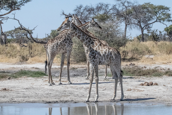 Mma Dinare Camp Mma Dinare Camp: Giraffen am Wasserloch