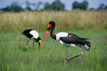 Jacana Camp Jacana Camp: Sattelstorch