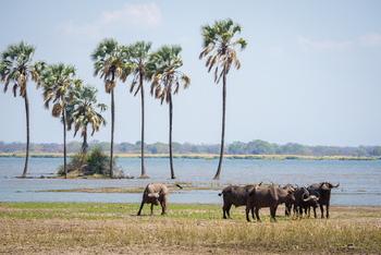 Kuthengo Camp Kuthengo Camp: Büffel