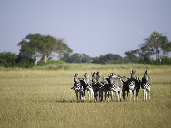 Kwetsani Camp Kwetsani Camp: Zebras