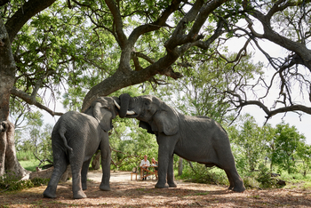 Sanctuary Baines' Camp Sanctuary Baines' Camp: Elefanten