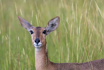 Moanachira Flood Plains Moanachira Flood Plains: Großriedbock