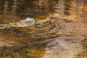 Moanachira Flood Plains Moanachira Flood Plains: Krokodil im Wasser