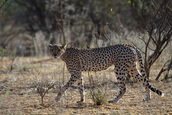 Sarara Camp Sarara Camp: Gepard