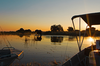 Moanachira Flood Plains Moanachira Flood Plains: Elefant im Wasser am Abend
